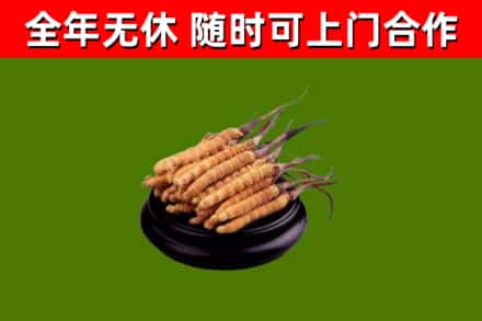 江达县回收散虫草